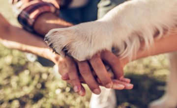 Why dogs are better than cats